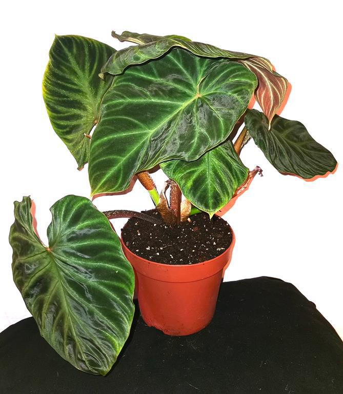 > EKSKLUSIV < PHILODENDRON VERRUCOSUM W DONICZCE /FOTO REAL!