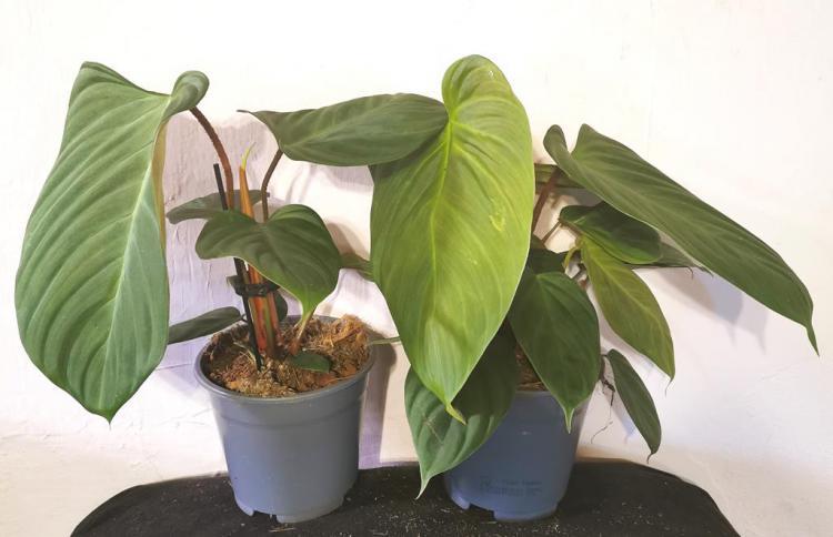 > PROMOCJA < Philodendron Fuzzy Petiole w doniczce /FOTO REAL!