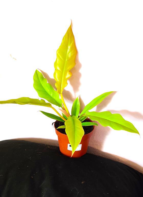 > EKSTRA < PHILODENDRON YELLOW SAW - W DONICZCE /FOTO REAL!