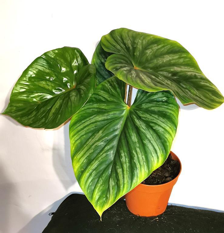 > EKSTRA < DUY PIKNY PHILODENDRON PLOWMANII w doniczce /FOTO REAL!