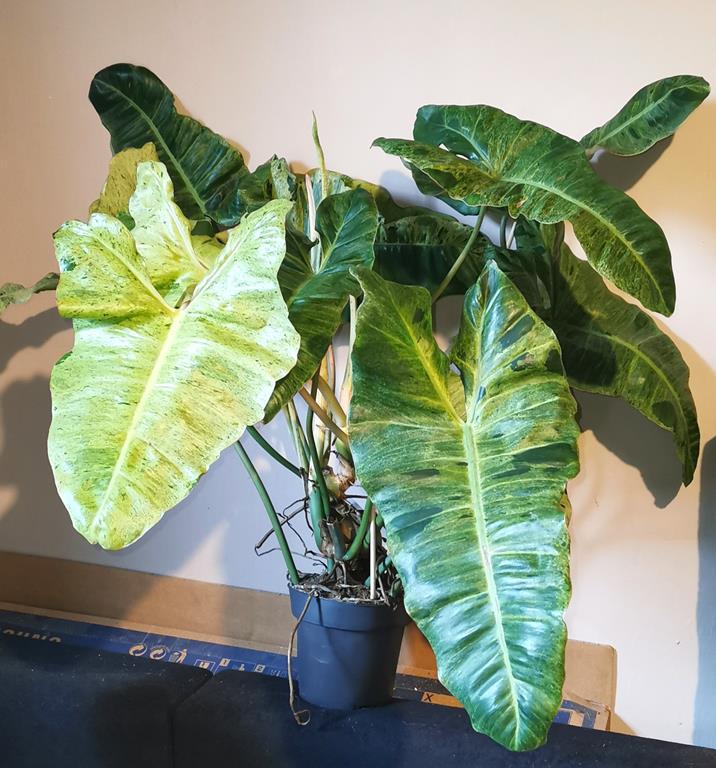 > PROMOCJA < DUY PIKNY PHILODENDRON PARAISO VERDE XXL - W DONICZCE /FOTO REAL!