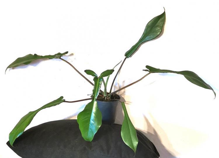> PROMOCJA < DUY PIKNY PHILODENDRON JOEPII - W DONICZCE /FOTO REAL!