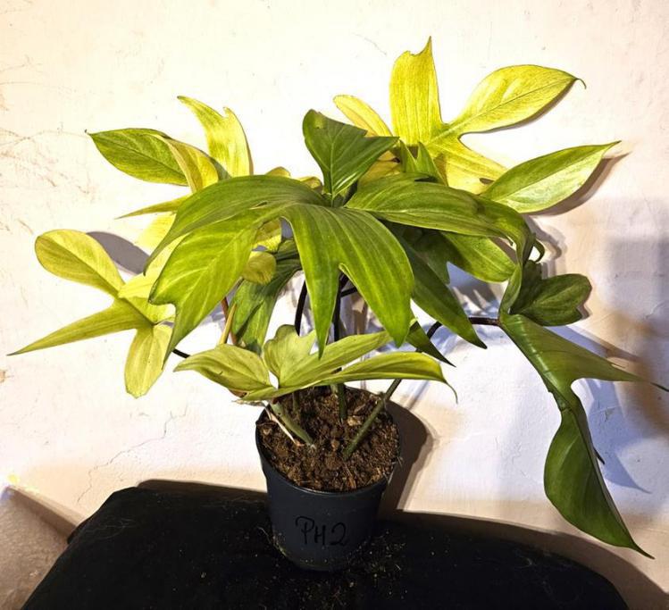 > PRZECENA < PIKNY PHILODENDRON FLORIDA GHOST - W DONICZCE /FOTO REAL!